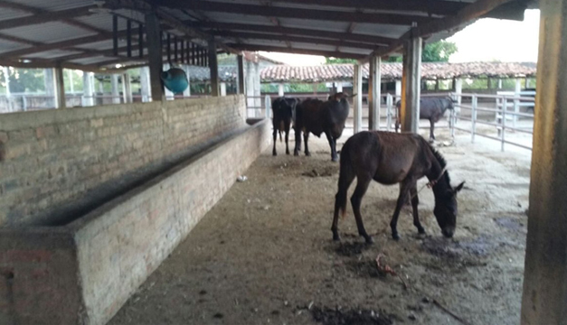 caballos-rastro-clandestino
