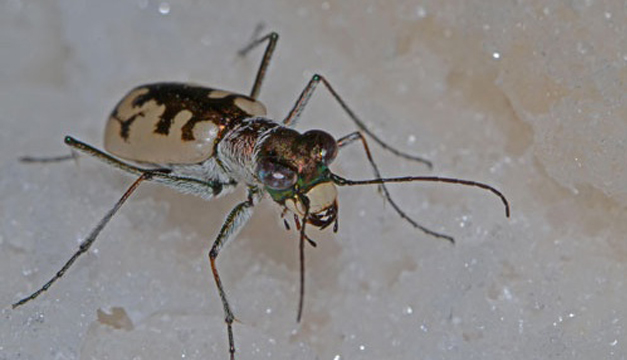 escarabajos