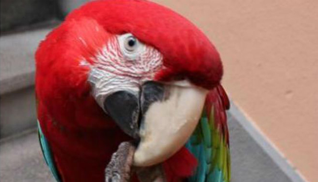 loro