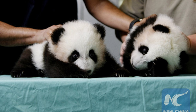 pandas
