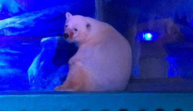 pizza-oso-polar-triste