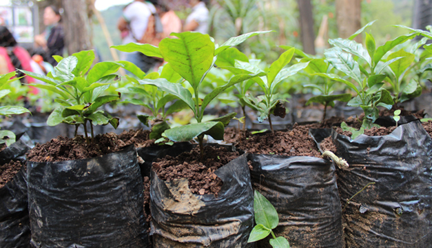 reforestacion