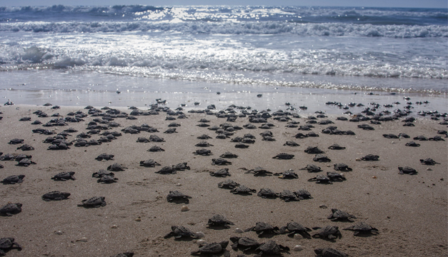 tortugas-liberacion-efe
