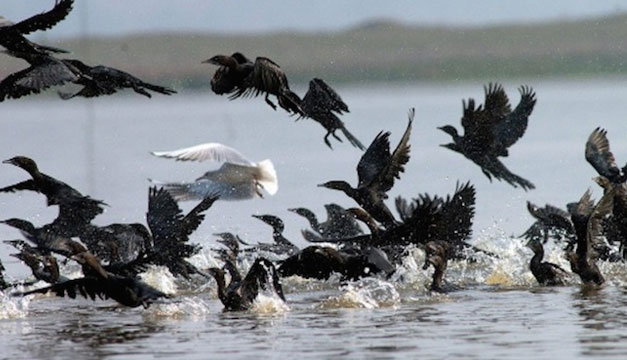 aves