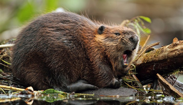 castor