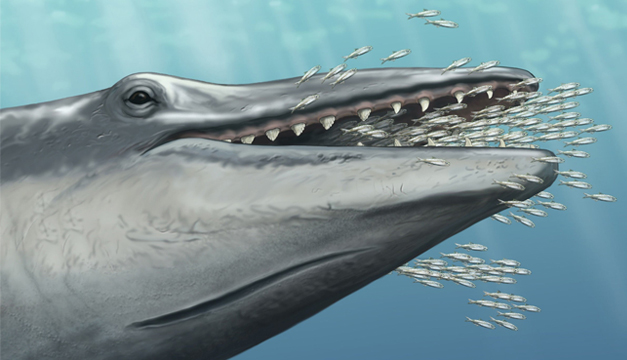 fosil-ballena
