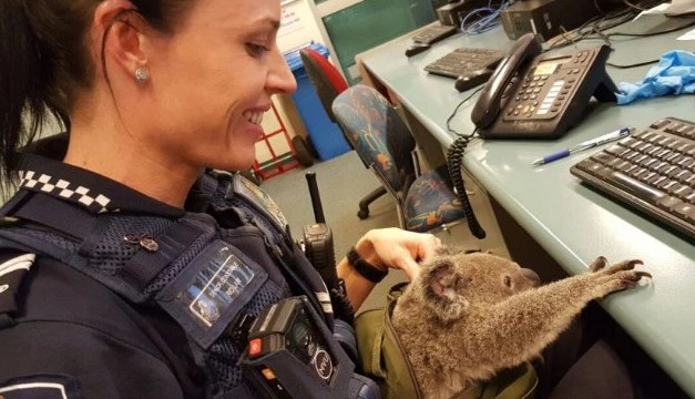 koalados