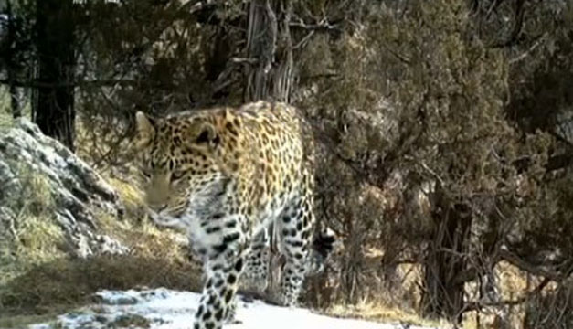 leopardo