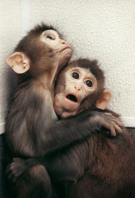 monos