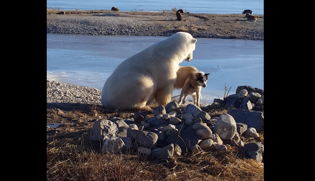 oso-polar-perro-trineo