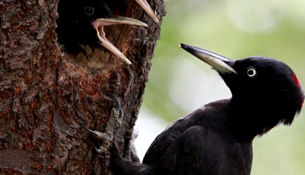 pajaros-efe