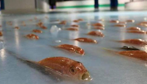 peces