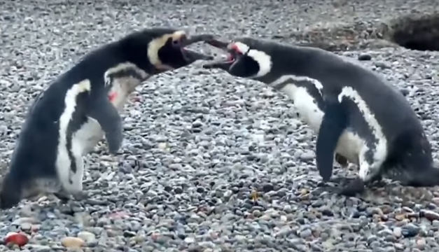 pelea-pinguinos