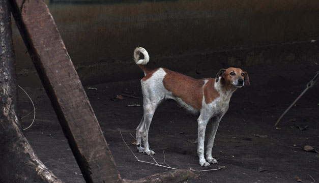 perro