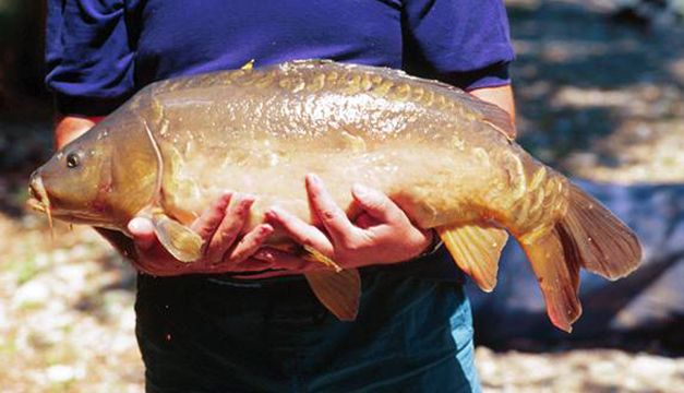 pez-carpa