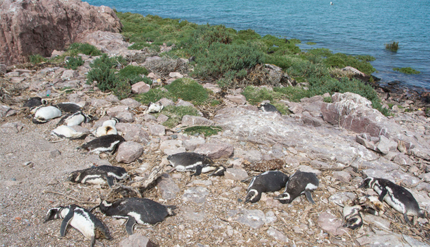 pinguinos