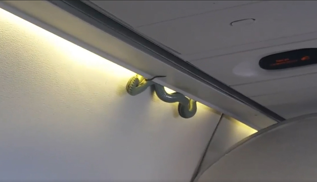 serpiente-vuelo