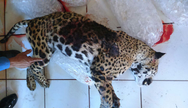 jaguar