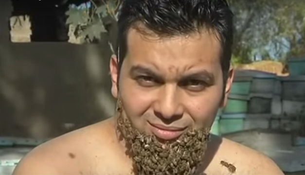 barba-abejas