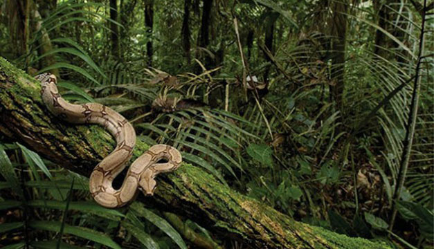 biodiversidad