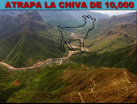 chiva
