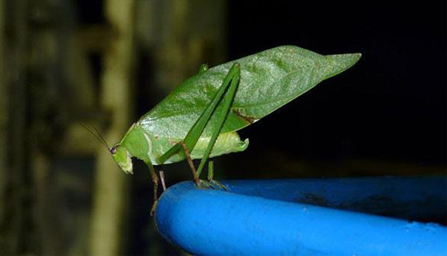 insecto-hoja