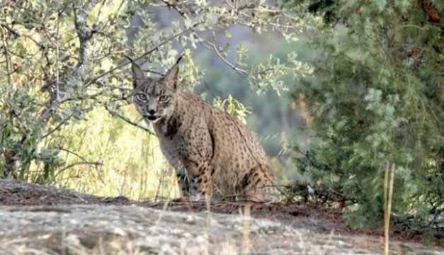 lince