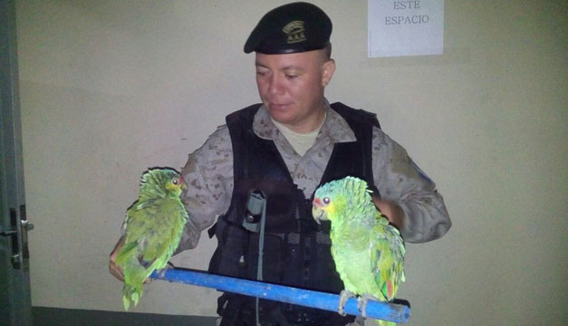 loros