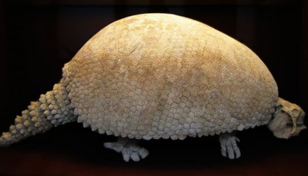 mamifero-glyptodon