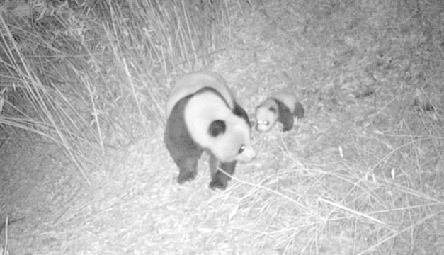 pandas