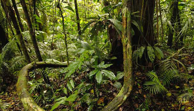 selva-amazonica