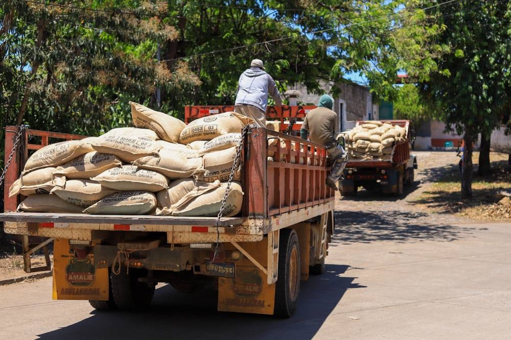 La cooperativa tiene plantaciones de café en las variedades Pacamara, Bourbon y recientemente comenzó con Geisha. /ISC
