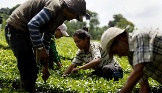 AgriculturaFamiliar