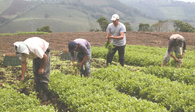 agro-panama