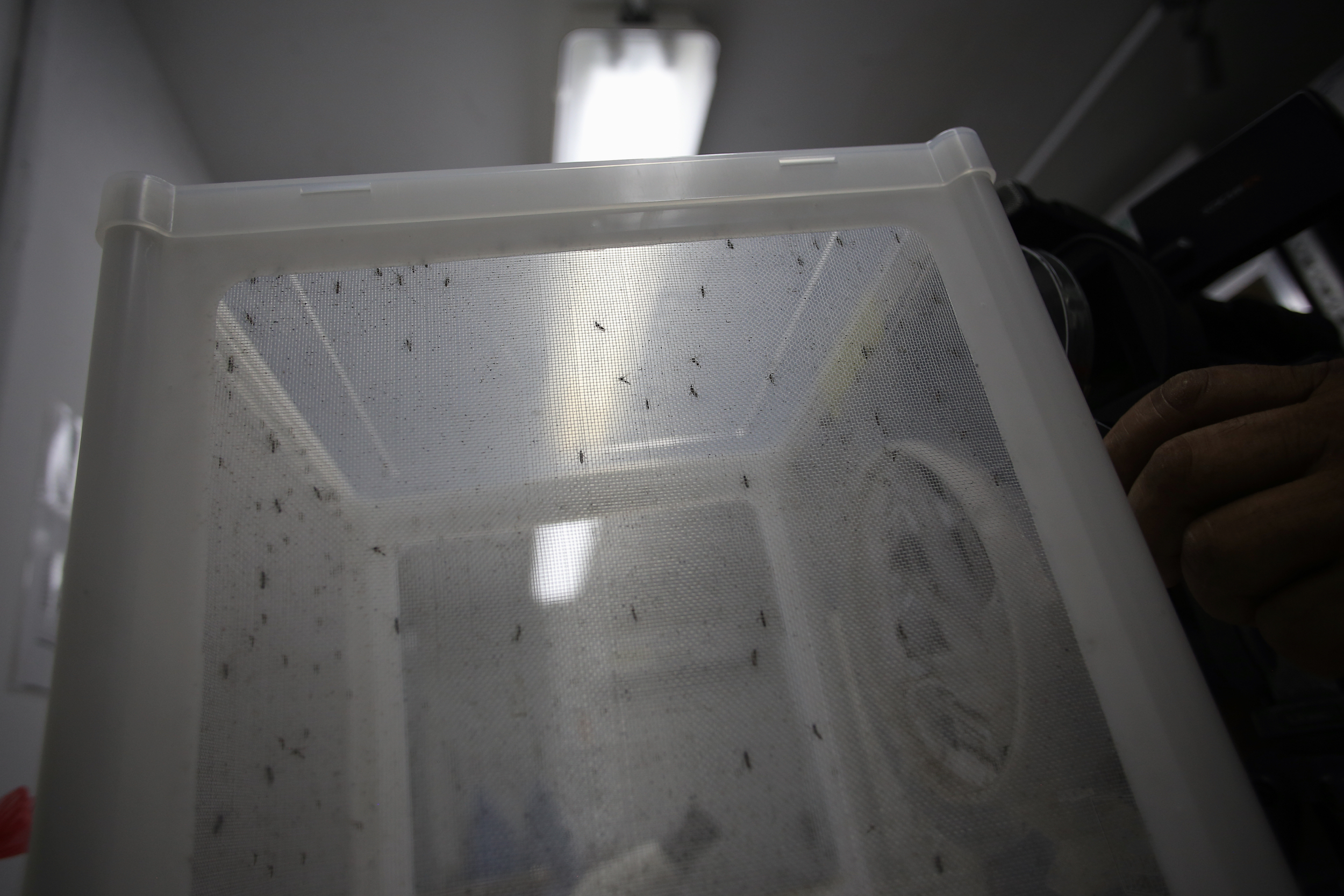 (160203) -- CIUDAD DE PANAMA, febrero 3, 2016 (Xinhua) -- Un investigador del Instituto Conmemorativo Gorgas de Estudios de la Salud (ICGES), encargado de diagnosticar los casos de del zika en Panamá, realiza pruebas con mosquitos Aedes Aegipty en un laboratorio del instituto, en la Ciudad de Panamá, capital de Panamá, el 3 de febrero del 2016. El director encargado de Epidemiología del Ministerio de Salud de Panamá, Israel Cerdeño, informó el martes que el número de casos del virus del zika en Panamá aumentó a 50, principalmente en la comarca indígena de Guna Yala, de acuerdo con información de la prensa local. (Xinhua/Mauricio Valenzuela) (mv) (jg) (sp)