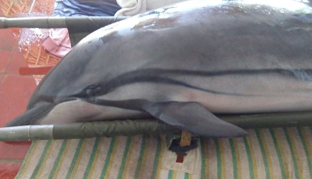 delfin