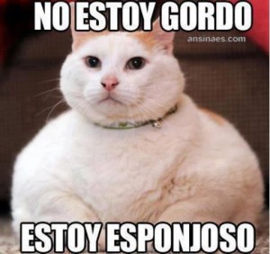 gato