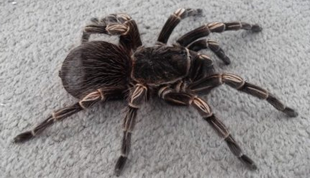 tarantula