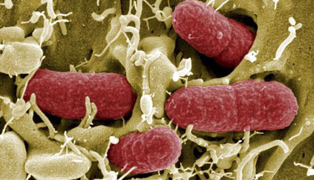 BACTERIA