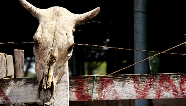 Craneo-de-vaca