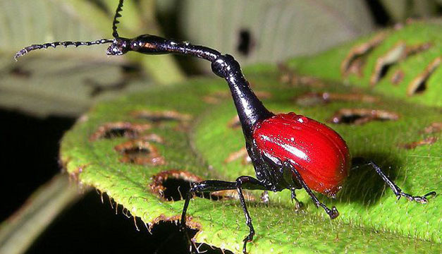Insecto
