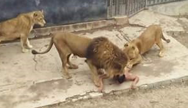 Leones