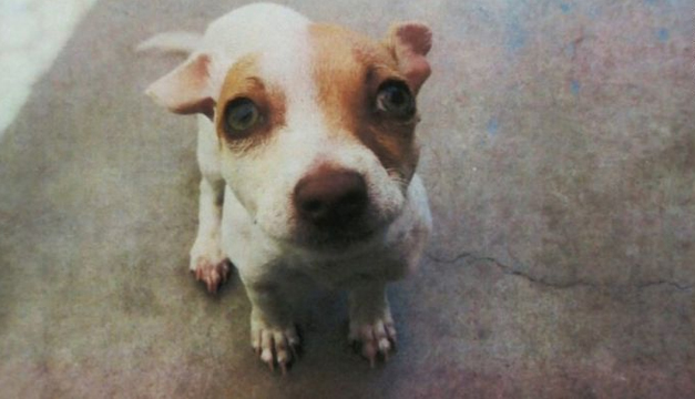 Perro drogado