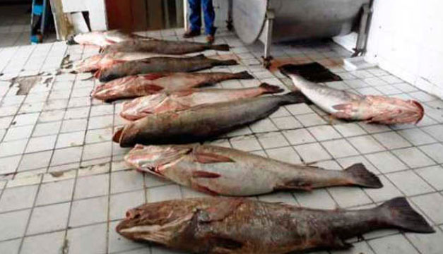 Pesca-ilegal-de-Totoaba