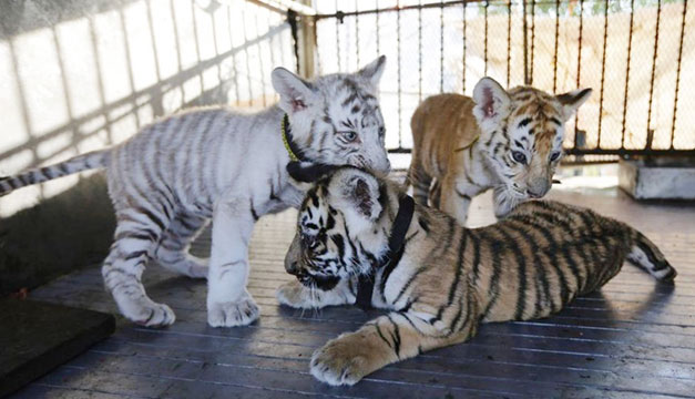 Tigres-en-circo