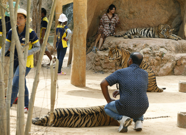 Tigres