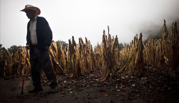 agricultor-guatemala