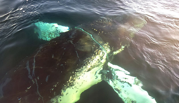 ballena-efe
