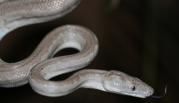 boa