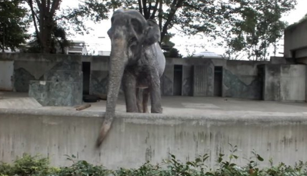elefante-xinhua